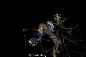 D I N N E R 
Skeleton shrimp (Caprellidae)
Anilao, Phil... by Irwin Ang 